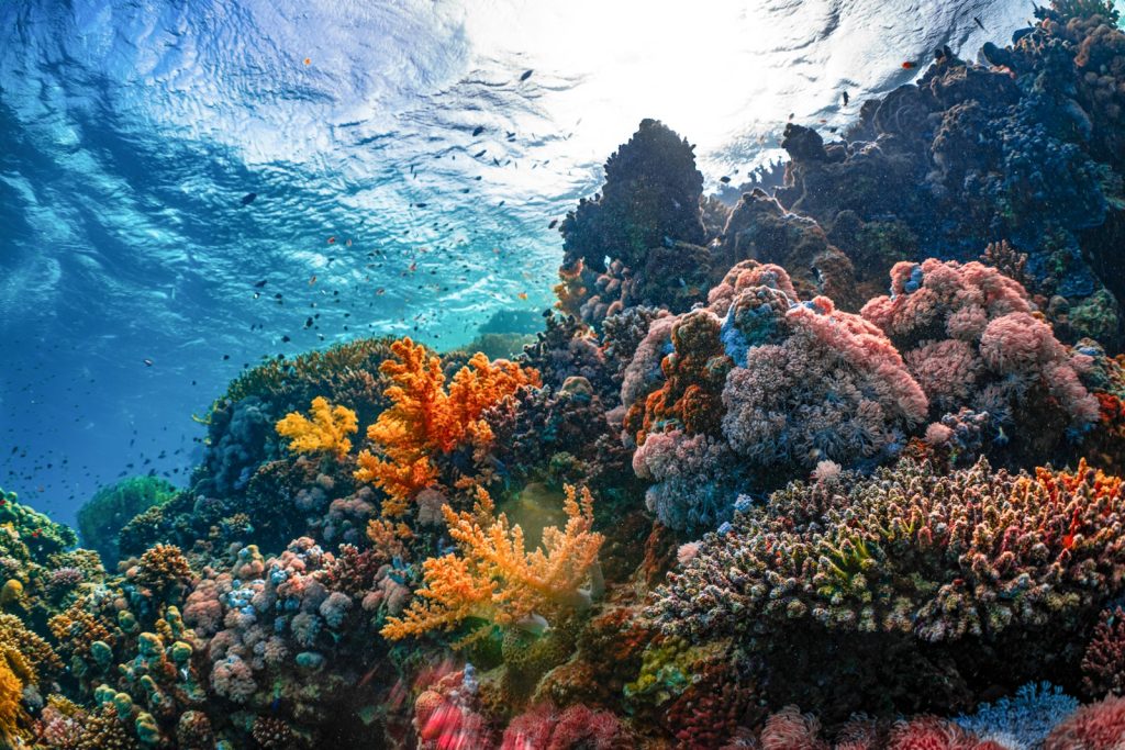 Homestay vs Resort Investment in Raja Ampat: Pros and Cons