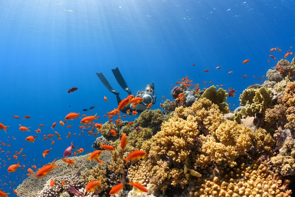 Liveaboard vs Land-Based Dive Resort: Which Is the Better Investment?
