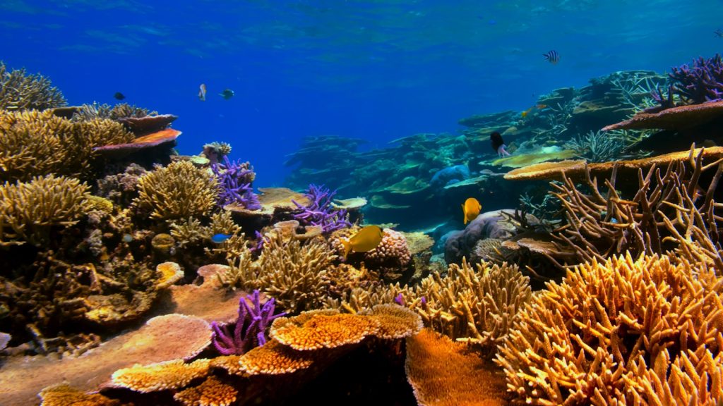 How the Raja Ampat Marine Park Entry-Fee System Works for Operators