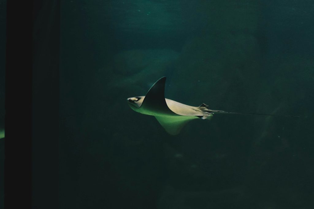 Sustainable & Blue-Economy Investment in Raja Ampat (ESG Lens)